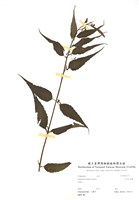 藏品(田代氏澤蘭)的圖片